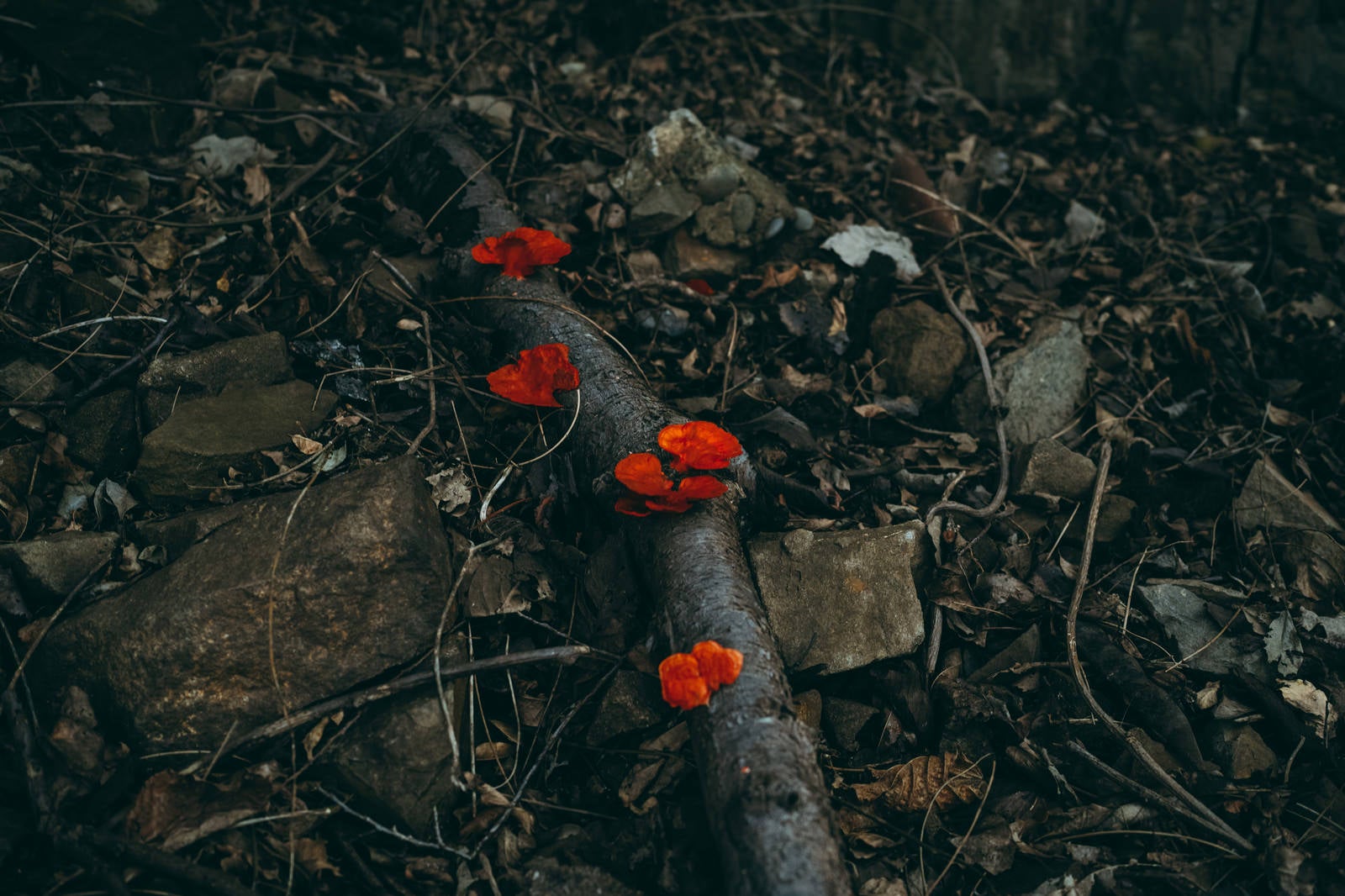 「コントラストを主張する真紅のきのこ」の写真