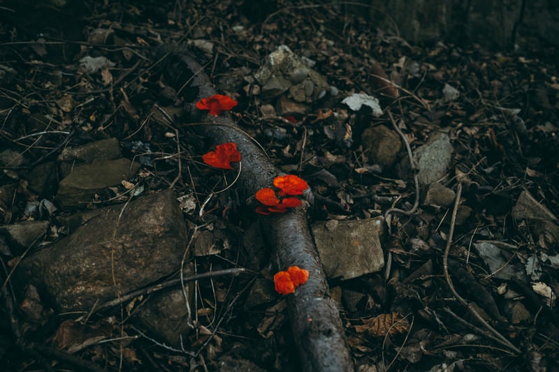 コントラストを主張する真紅のきのこの写真