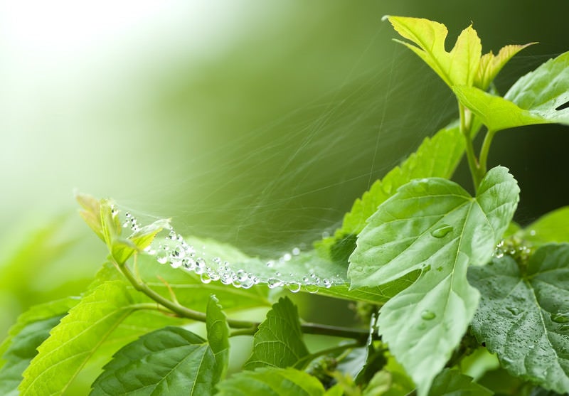 蜘蛛の巣の雨粒の写真