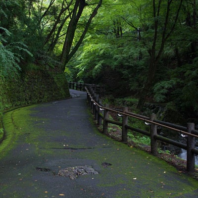 苔生す歩道沿いを流れる小川の写真