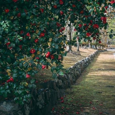 沢山の花を付けた椿の奥に続く石垣の写真