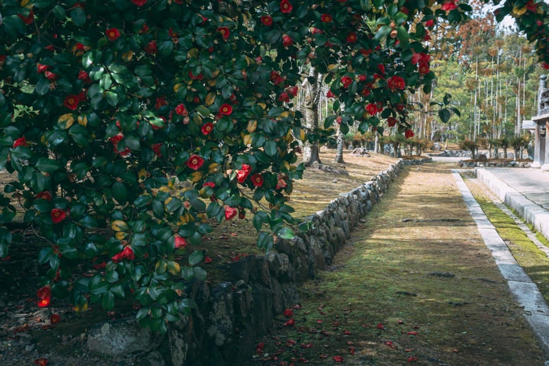 沢山の花を付けた椿の奥に続く石垣の写真