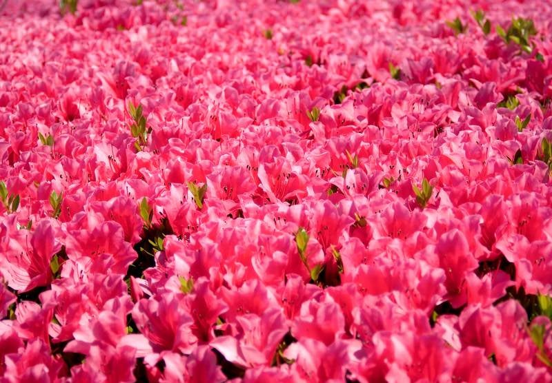 広がるつつじの花の写真