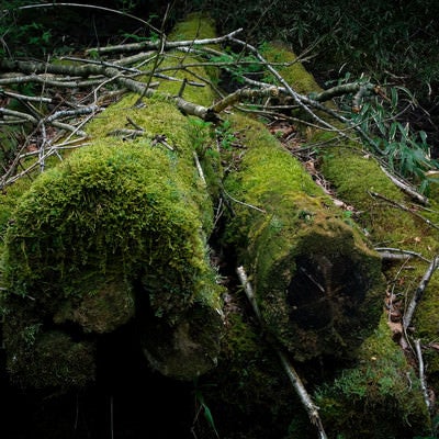 忘れられて苔むした丸太の写真