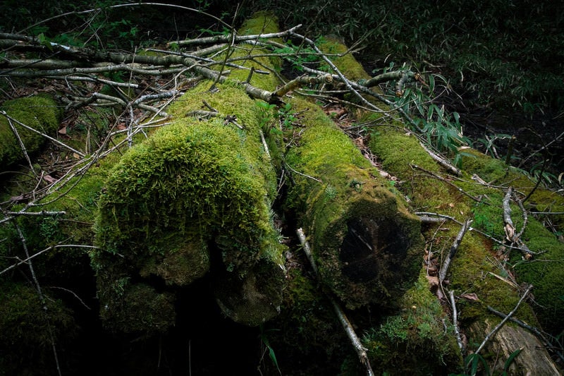 忘れられて苔むした丸太の写真