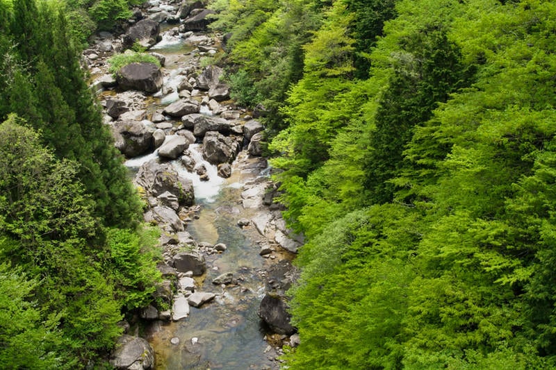 初夏の小戸名渓谷（長野県根羽村）の写真