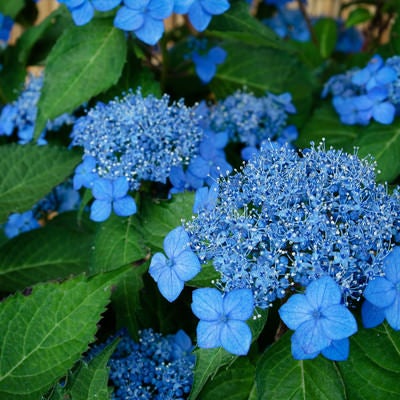 美しい青色の花をつける紫陽花（藍姫）の写真