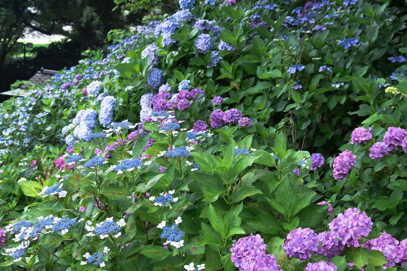 斜面を埋める色とりどりの紫陽花の写真