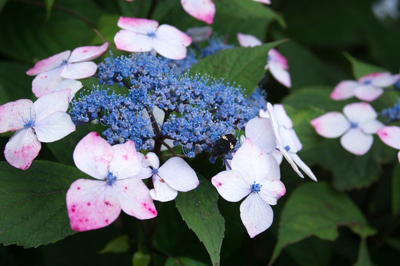 蜜を求める虫と紫陽花の写真