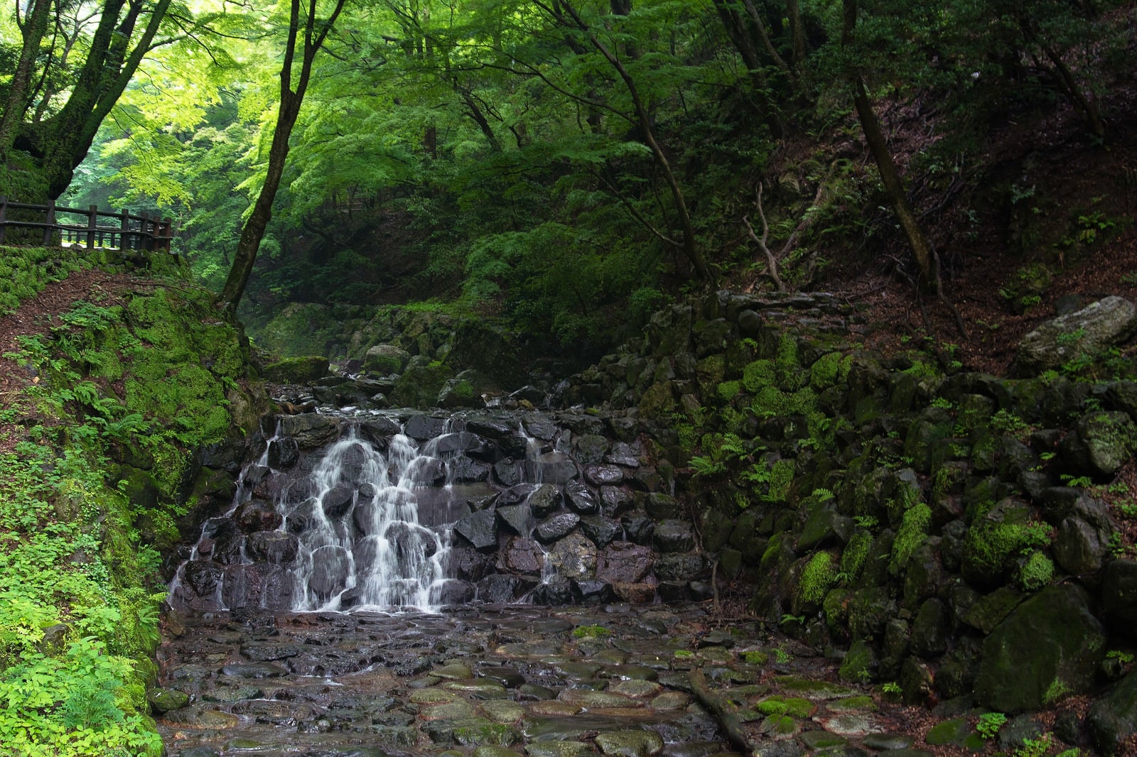 「新緑を流れる川」の写真