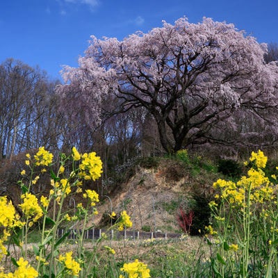 菜の花と表の桜の写真