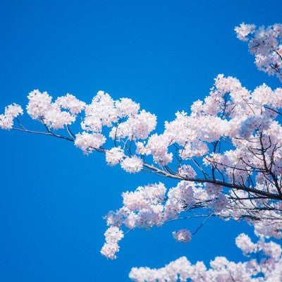 見頃の桜の写真