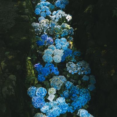 奥の院参道横を彩る紫陽花の流れの写真