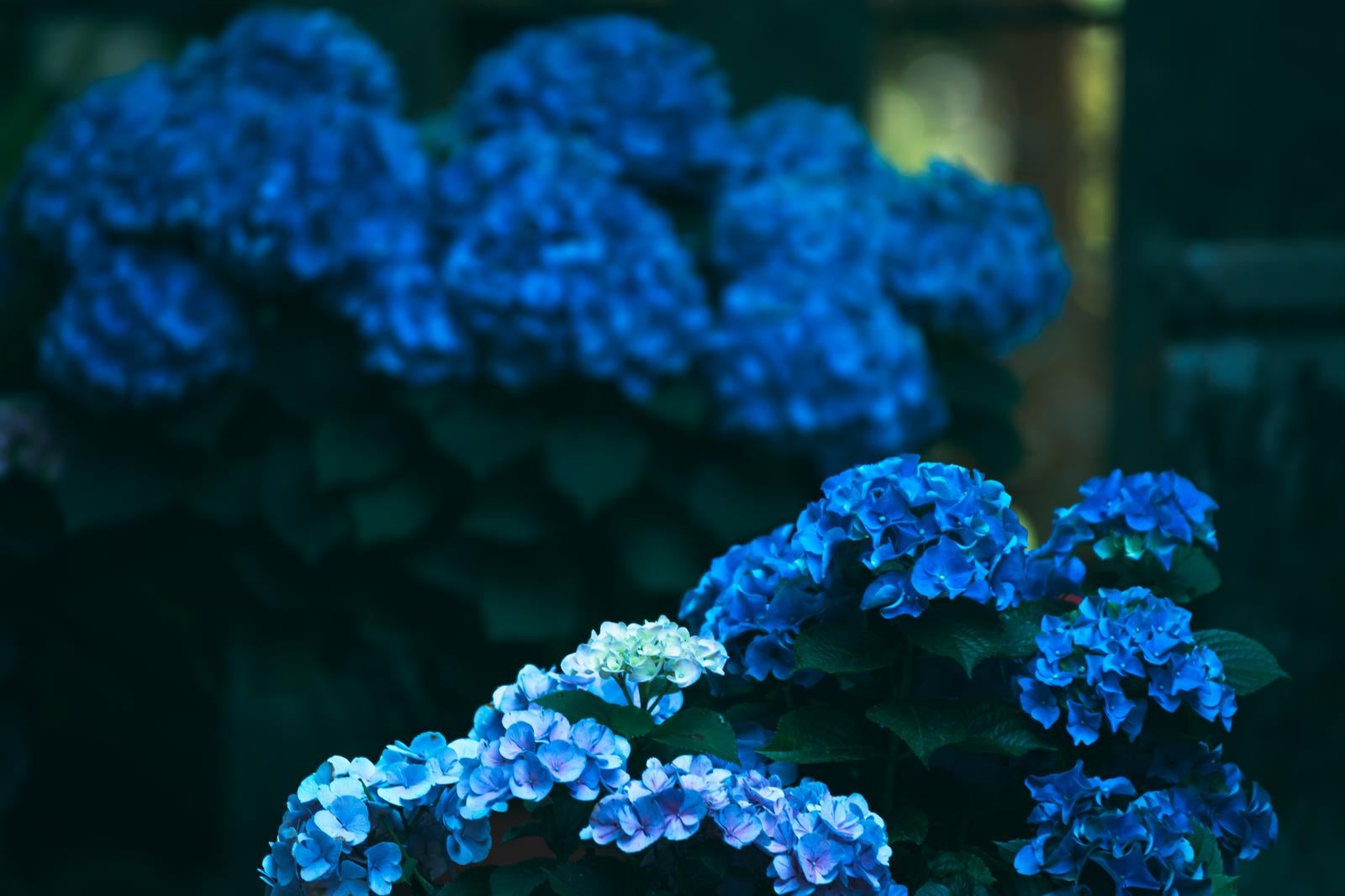 「青い紫陽花を背景に咲く薄いピンクと紫の紫陽花」の写真