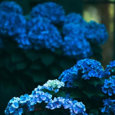 青い紫陽花を背景に咲く薄いピンクと紫の紫陽花の写真