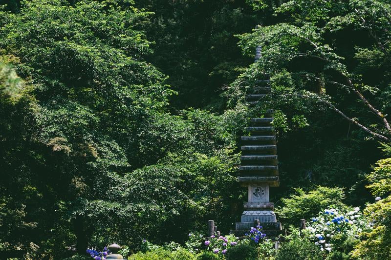 新緑の木々の合間にそびえる十三重石塔とその足元を彩る紫陽花の写真