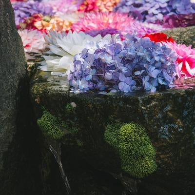 鮮やかな花の水辺からしたたる水の写真