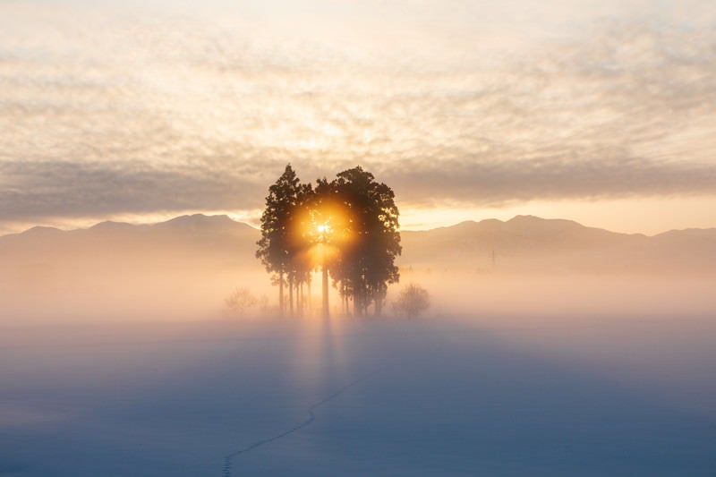 雪原の朝の写真