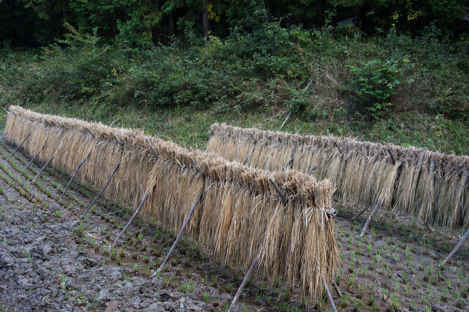 「雨に濡れてしまった天日干ししていた稲」の写真