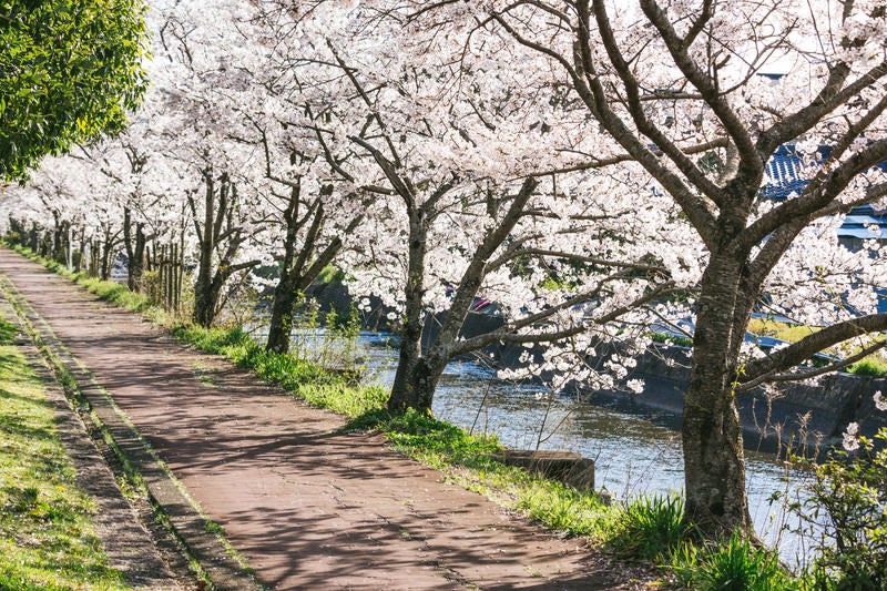 満開の桜並木の写真