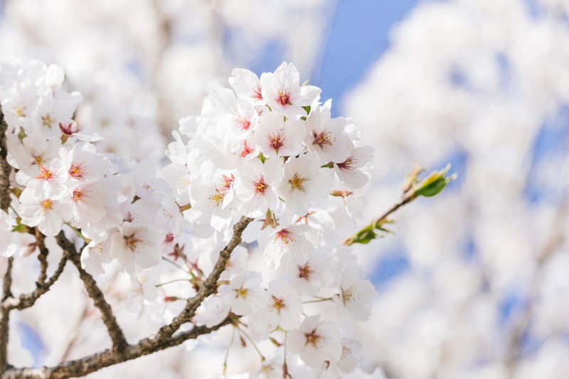 桜咲くの写真