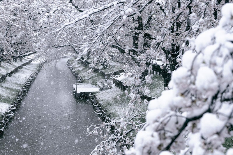 雪が降る中の桜の写真