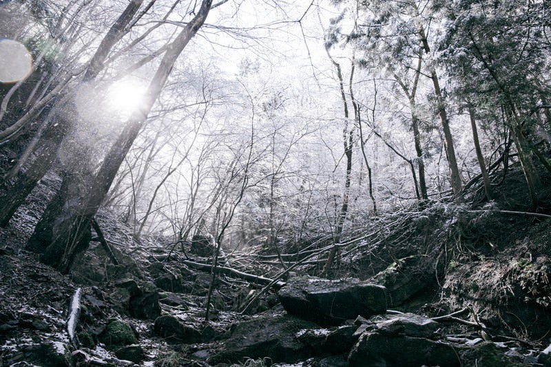 雪が降る裏山の様子の写真