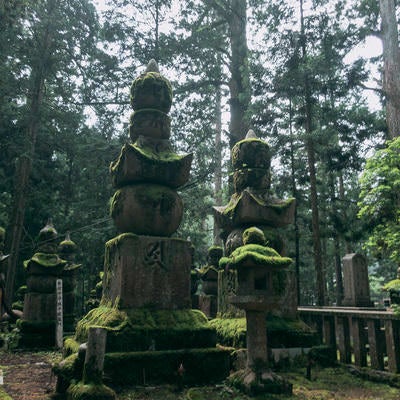 日に照らされた苔生す高野山の墓標の写真