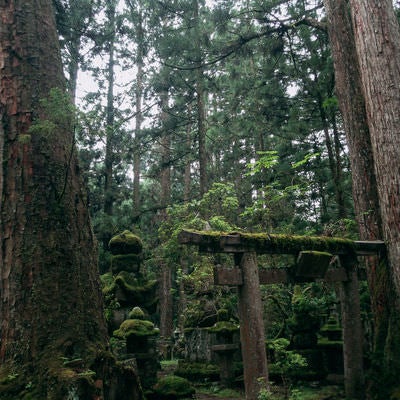 苔生す鳥居と墓地の写真