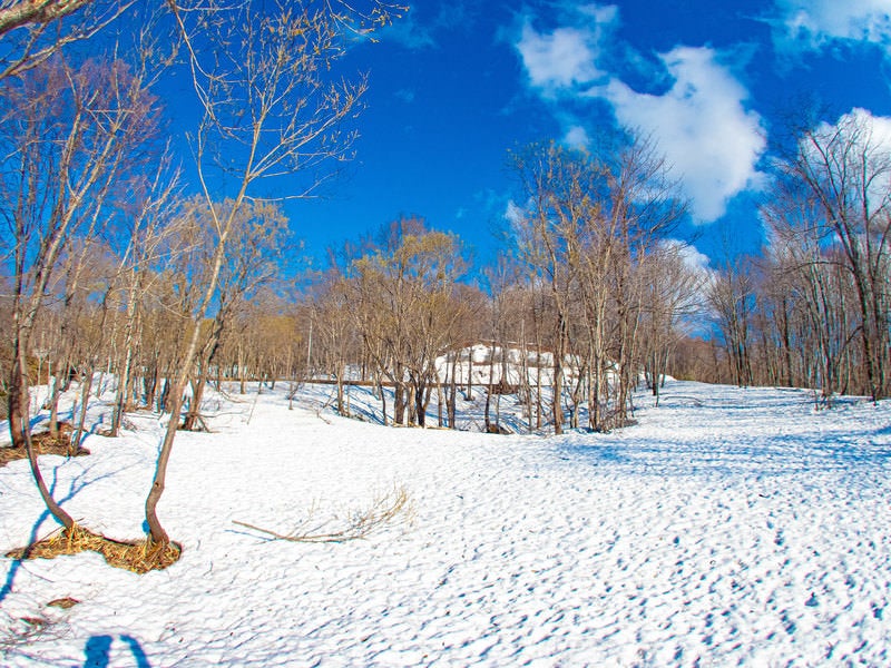 雪原と木々の写真