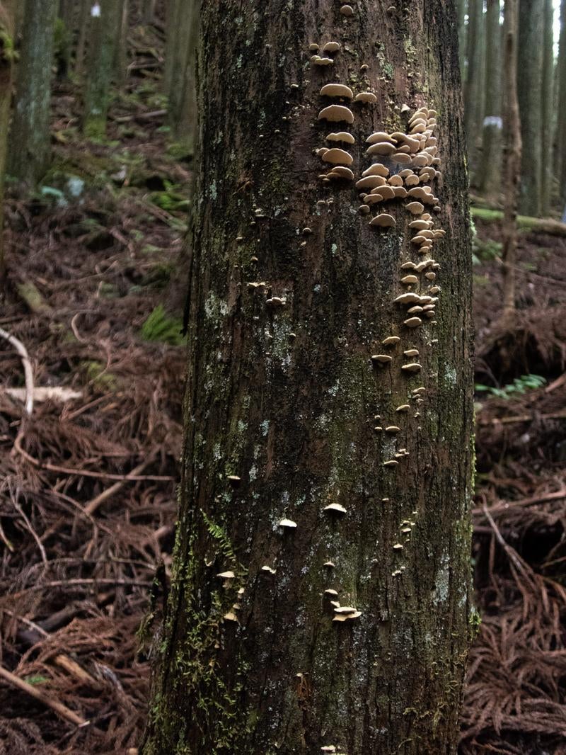 キノコが生える樹木の写真