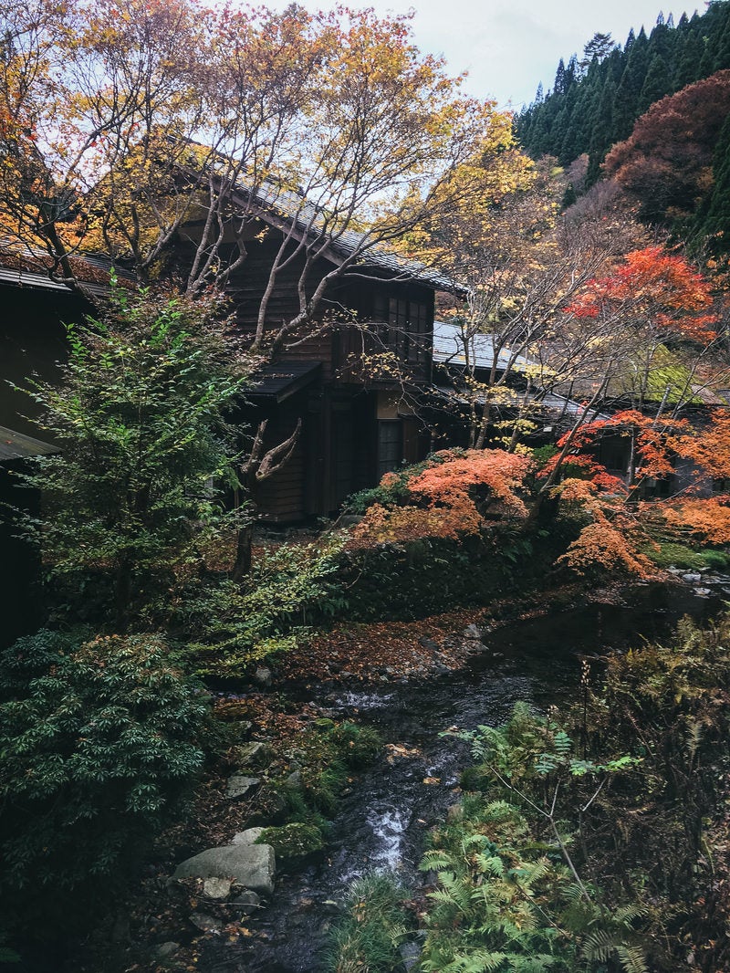 色付き始めた小川沿いの木々の写真