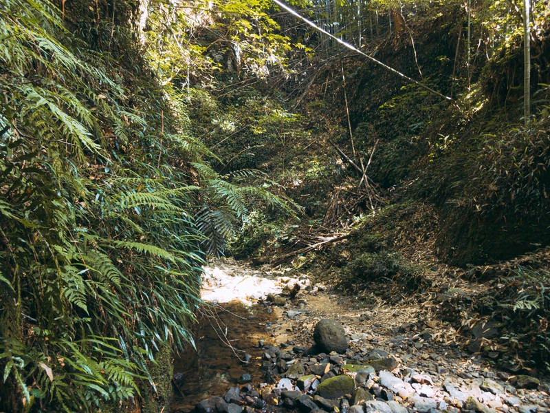 伊尾木洞の水流脇に育つシダ植物の写真