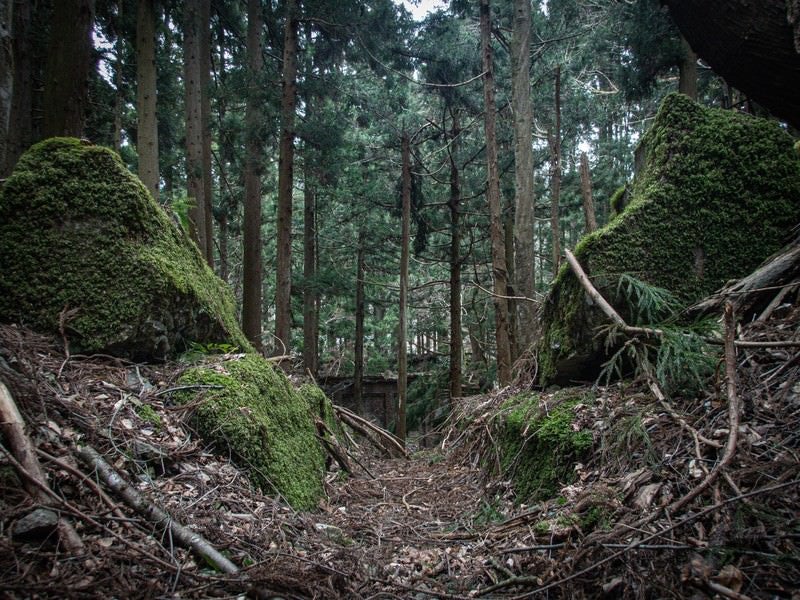 苔むした岩間の先に見える不気味な小屋の写真