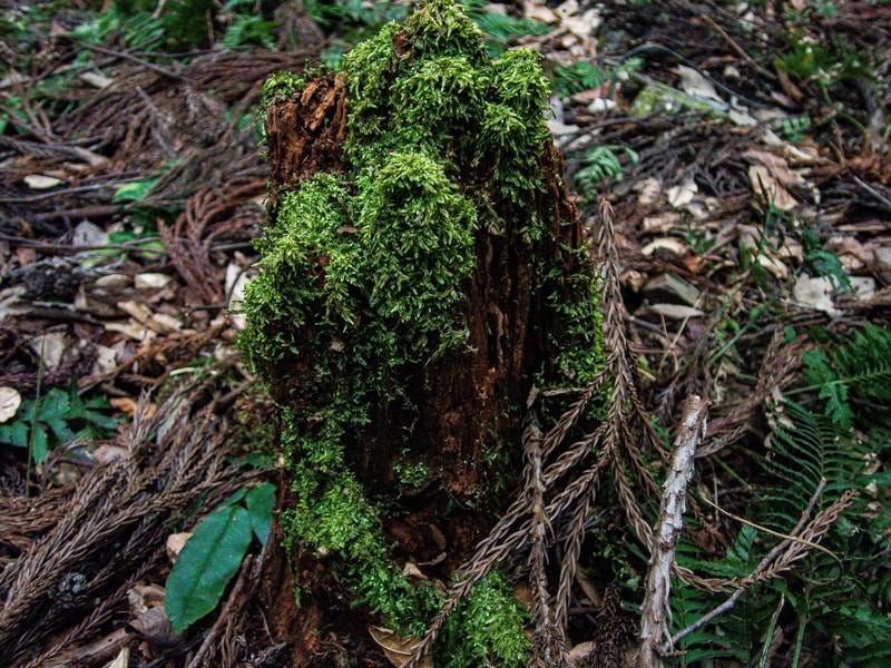 朽ちた木を覆う苔の写真