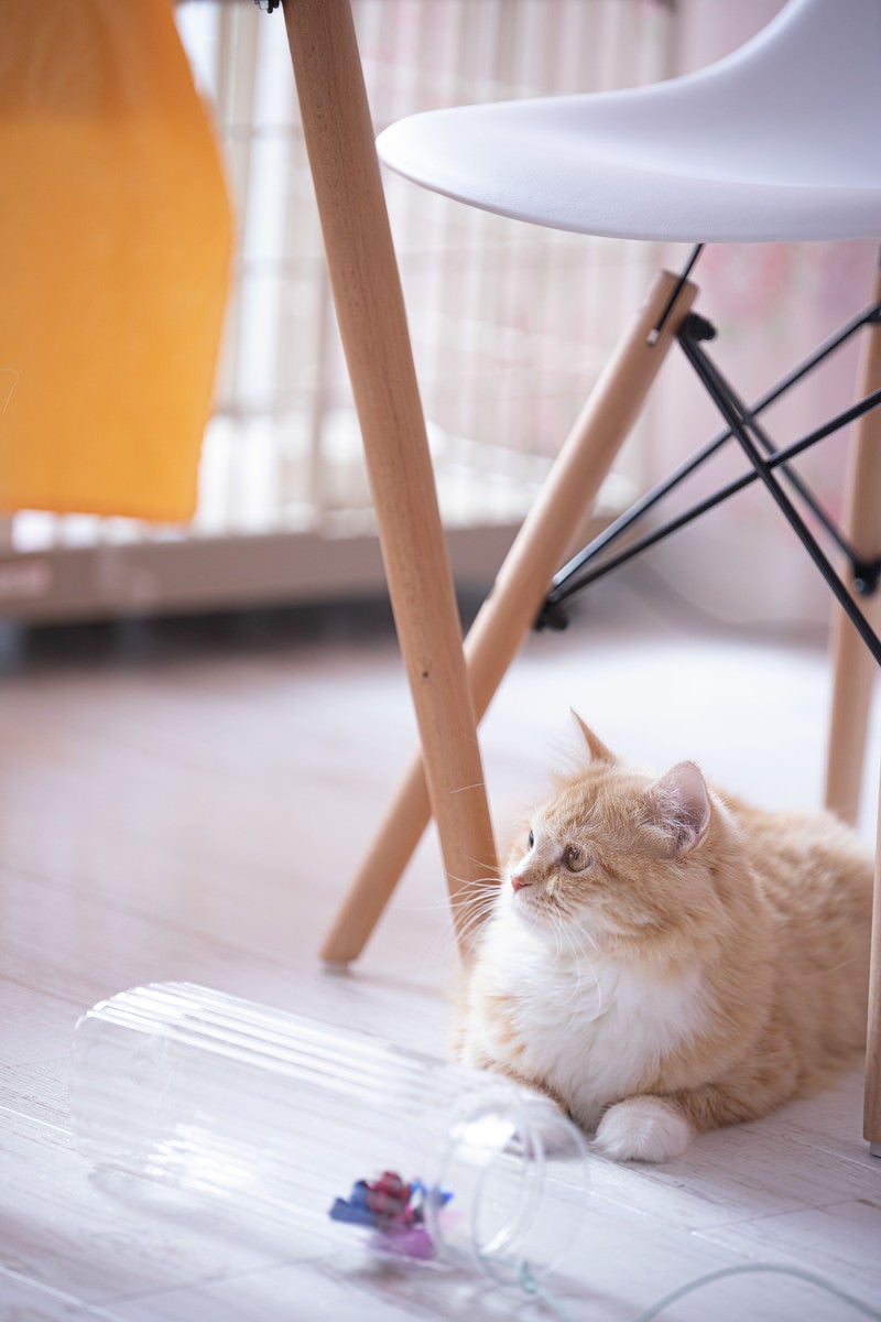 デスクの下でくつろぐ猫ちゃんの写真