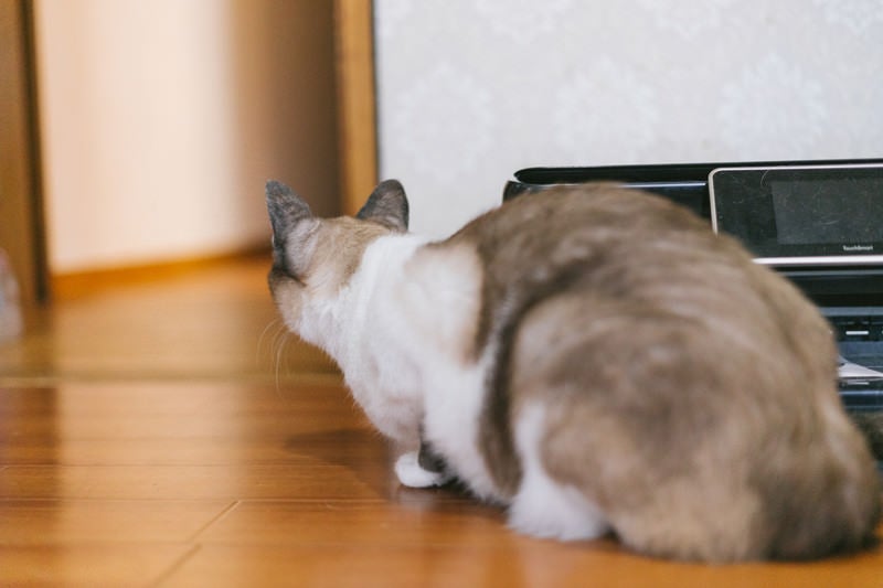 隣の部屋の様子が気になる猫の写真