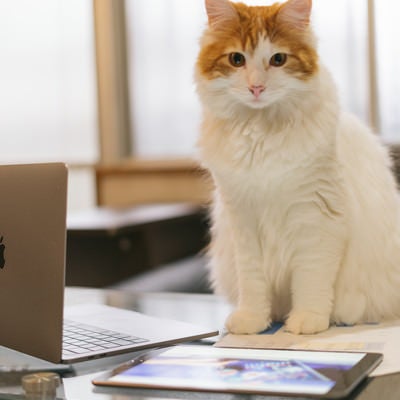 MacBookとiPadを駆使する猫エンジニアの写真