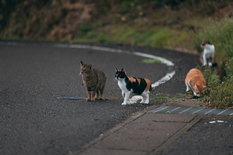 車道の野良猫の写真