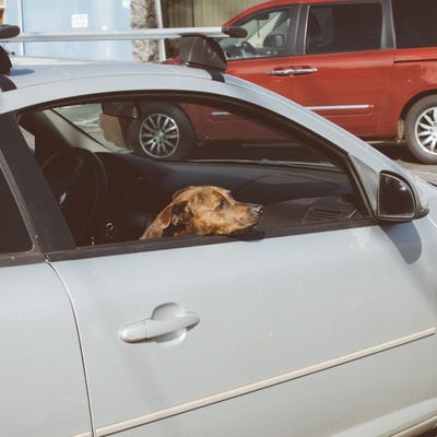 買い物中の飼い主を待つ犬の写真