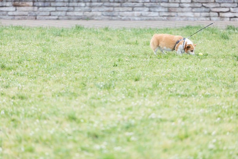 公園でボール遊びするわんちゃその写真