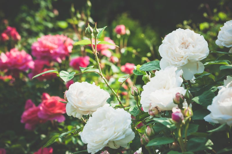 中二病の薔薇の写真