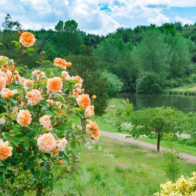 水辺の公園と花の写真