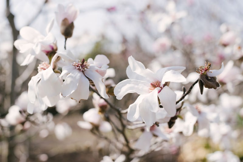 マグノリアの花の写真