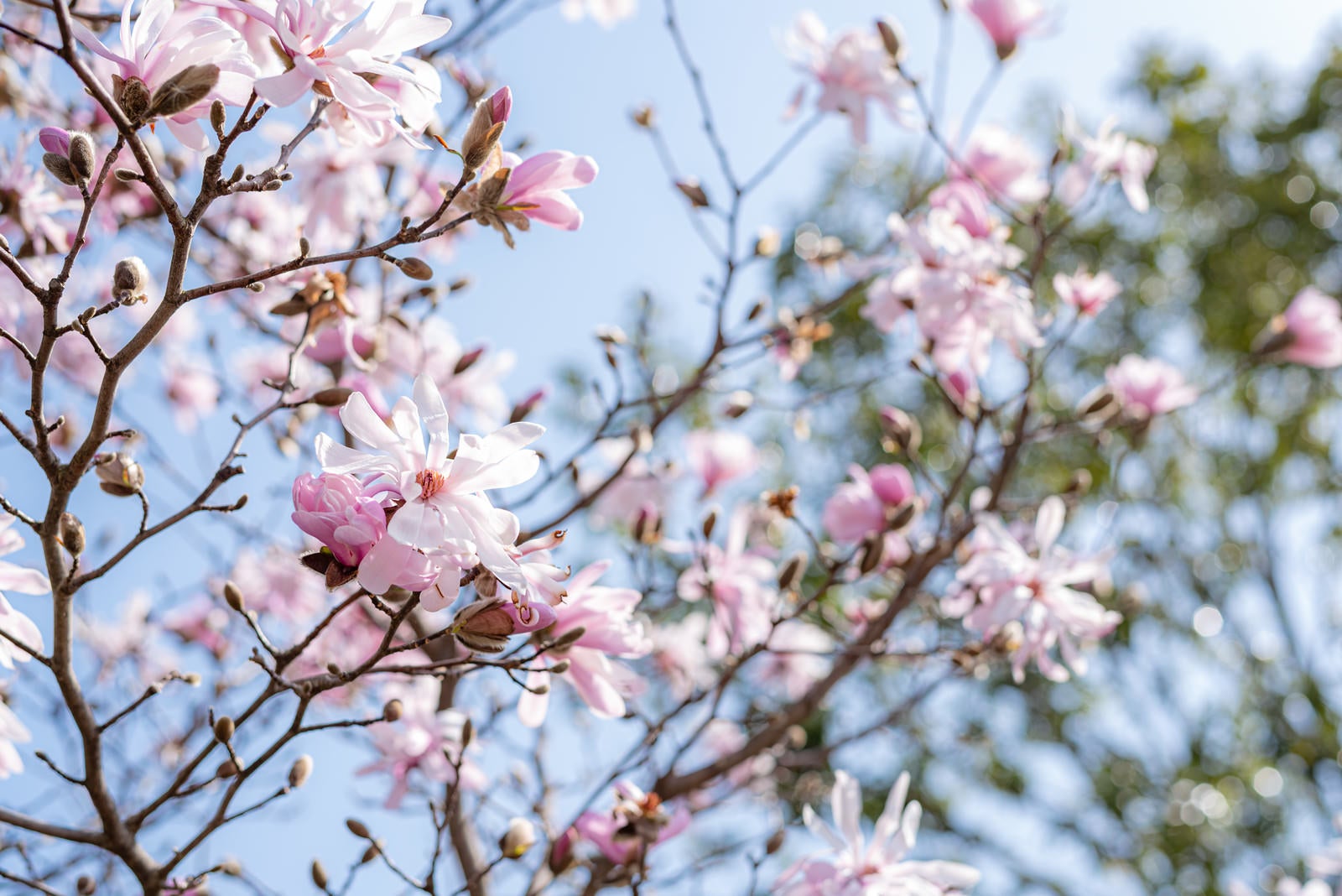 「開花するマグノリア」の写真