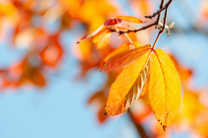 紅葉した葉と透けた葉脈の写真