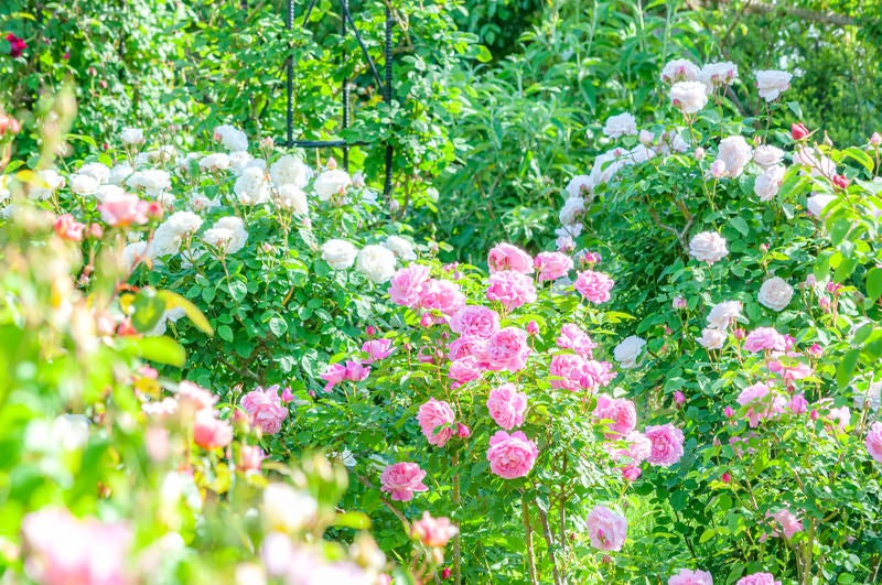 バラ園の多色の薔薇の写真