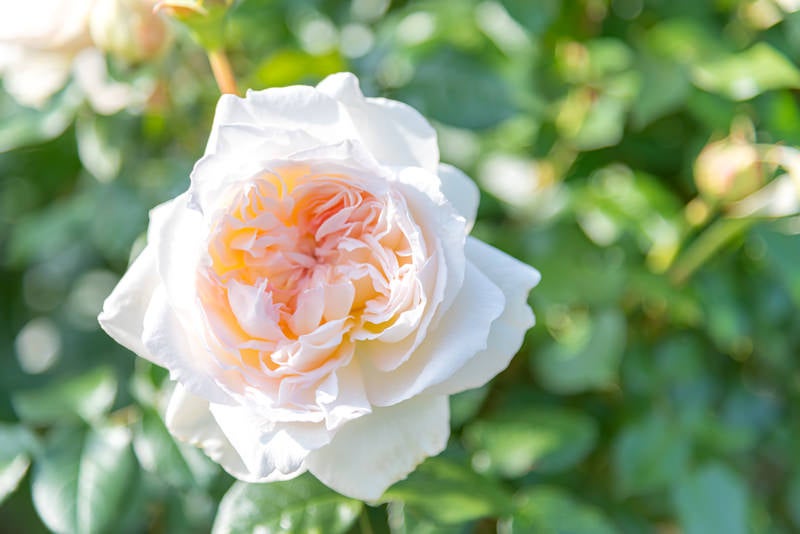 甘い香りのするバラの花の写真