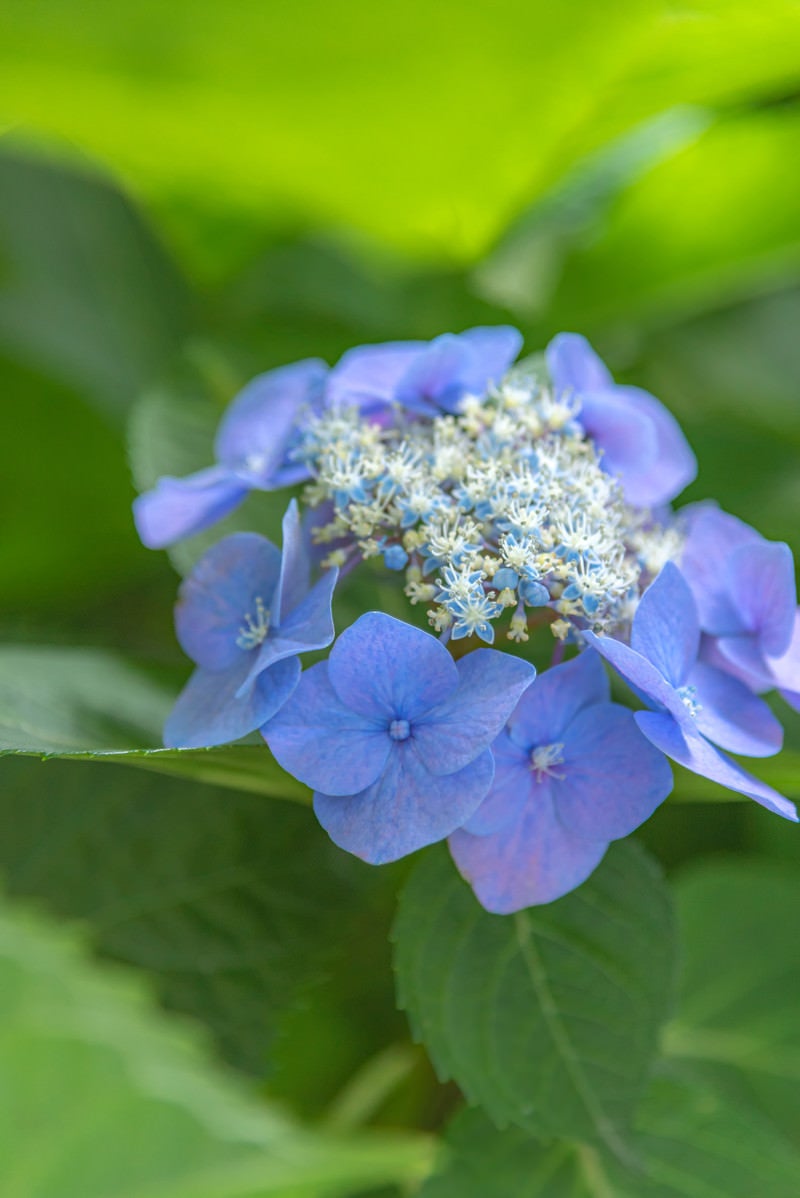 葉に包まれた紫陽花の写真