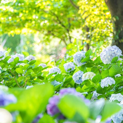 森の中で見つけた群生する紫陽花の写真